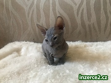 Don sphynx kotě_1 524584_1.jpg