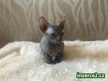 Don sphynx kotě_2 524584_2.jpg