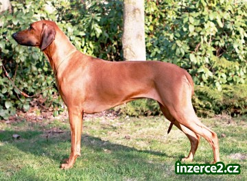 Rhodéský ridgeback - štěňata s PP_1 524739_1.jpg