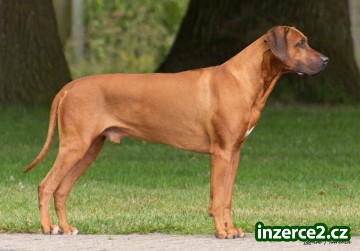 Rhodéský ridgeback - štěňata s PP_2 524739_2.jpg