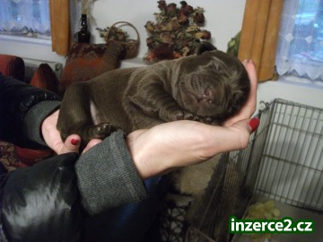 Labradorský retrívr - štěňátka_1 526107_1.jpg