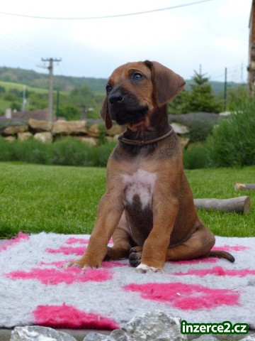 Rhodésky ridgeback s PP_1 526355_1.jpg