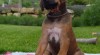 Rhodésky ridgeback s PP 526355_t.jpg