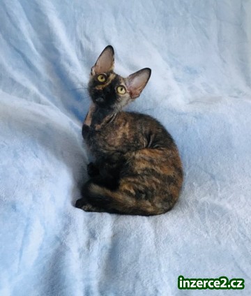 Sphynx kote s PP k prodeji_2 526393_2.jpg