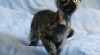 Sphynx kote s PP k prodeji 526393_t.jpg
