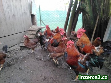 Líheň čistokrevné drůbeže_1 526483_1.jpg
