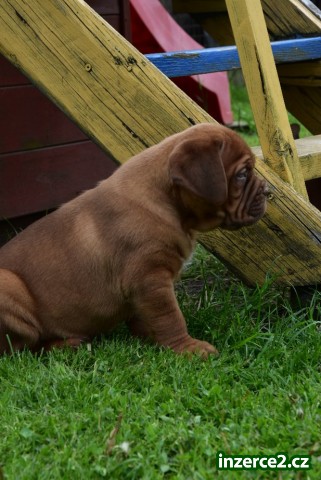 Dogue de Bordeaux, Bordeauxska doga_1 526590_1.jpg