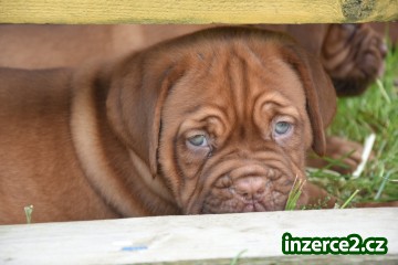Dogue de Bordeaux, Bordeauxska doga_2 526590_2.jpg