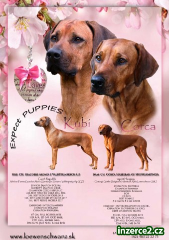 Rhodesian Ridgeback_1 526613_1.jpg