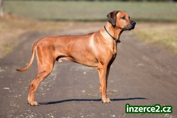 Rhodesian Ridgeback_2 526613_2.jpg