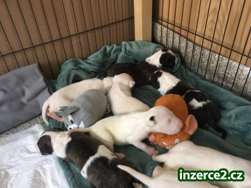 Anglický bullterrier s PP bulterier_1 526857_1.jpg