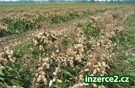 raw peanuts for sale_1 527159_1.jpg