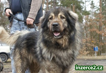 Šarplaninský pastevec. pes štěňátka_2 527194_2.jpg