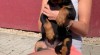Rottweiler - špičková štěnata 527312_t.jpg