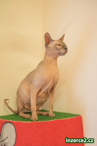 Don Sphynx kočičky s PP k prodeji_1 527327_1.jpg