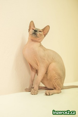 Don Sphynx kočičky s PP k prodeji_2 527327_2.jpg