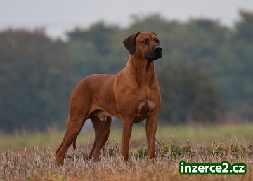 Rhodesian Ridgeback štěňata_2 527511_2.jpg