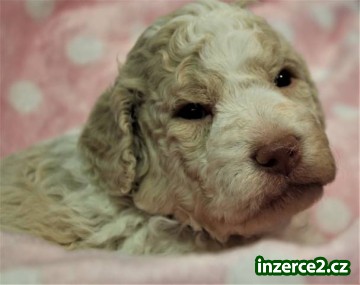 Lagotto Romagnolo_1 527670_1.jpg