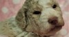 Lagotto Romagnolo 527670_t.jpg