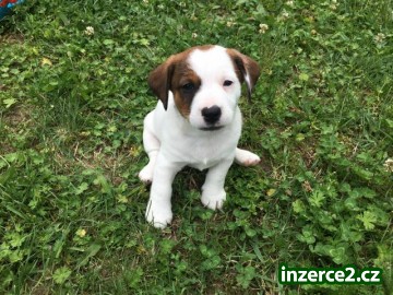 Pejsek Jack Russell Teriér_1 527779_1.jpg