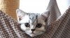Britská "whiskas" koťátka s PP 527932_t.jpg