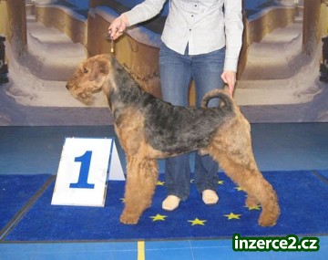 Erdelterier, štěňata s PP_1 528100_1.jpg