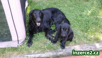 Štěňatka flat coated retriver_2 528235_2.jpg