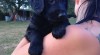 Štěňatka flat coated retriver 528235_t.jpg