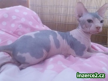 Sphynx kotě_1 528258_1.jpg