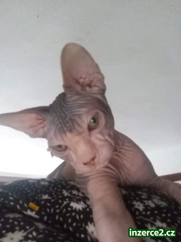 Sphynx kotě_2 528258_2.jpg