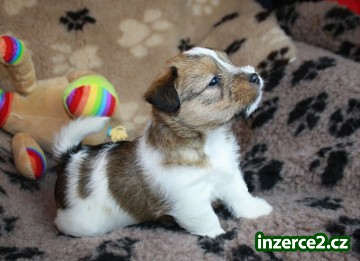 Jack Russel terier s PP_1 528370_1.jpg