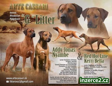Rhodesian ridgeback_1 528477_1.jpg