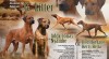 Rhodesian ridgeback 528477_t.jpg