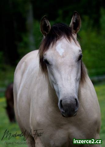 Prodám appaloosa kobylku_1 529030_1.jpg