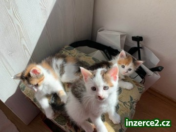 Mainská mývalí kočka_1 529215_1.jpg