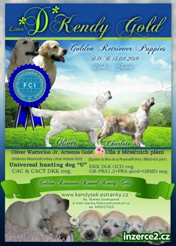 Zlatý retriever - štěňata s PP_1 529352_1.jpg
