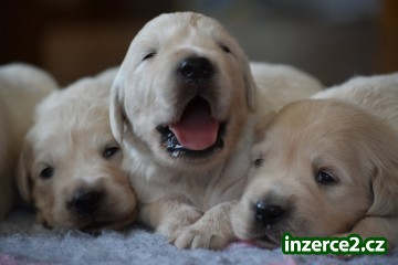 Zlatý retriever - štěňata s PP_2 529352_2.jpg