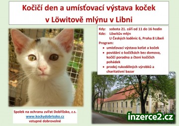Umísťovací výstava koťat a koček v Libni_1 529415_1.jpg