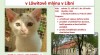 Umísťovací výstava koťat a koček v Libni 529415_t.jpg