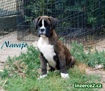 Německý boxer_1 529502_1.jpg