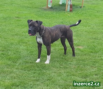 Americký bandog - nabídka feny_2 529605_2.jpg