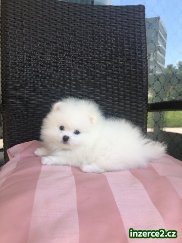 Štěňata pomeraniana_1 529898_1.jpg