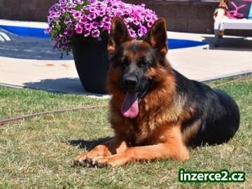 Něm. ovčák - štěnátka_1 530051_1.jpg
