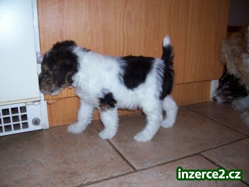 Foxteriér drsnosrstý_1 5342_1.jpg