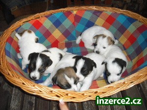 Jack Russell Terrier_1 54222_1.jpg