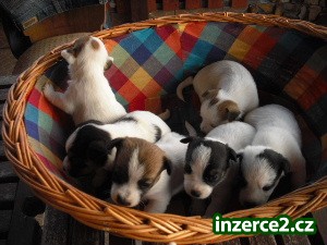 Jack Russell Terrier_2 54222_2.jpg