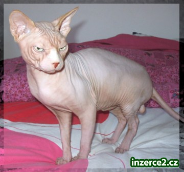 Kanadský Sphynx s PP nabídka krytí_2 54321_2.jpg