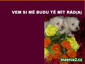 Maltézáček_1 54332_1.jpg