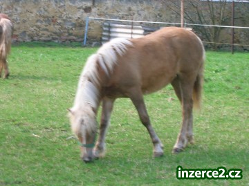 Hafling_1 56032_1.jpg