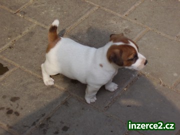 Jack russel terier_2 56352_2.jpg